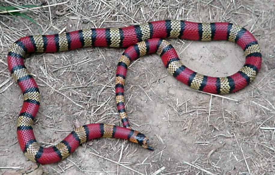 central Nicaraguan L.t.hondurensis male